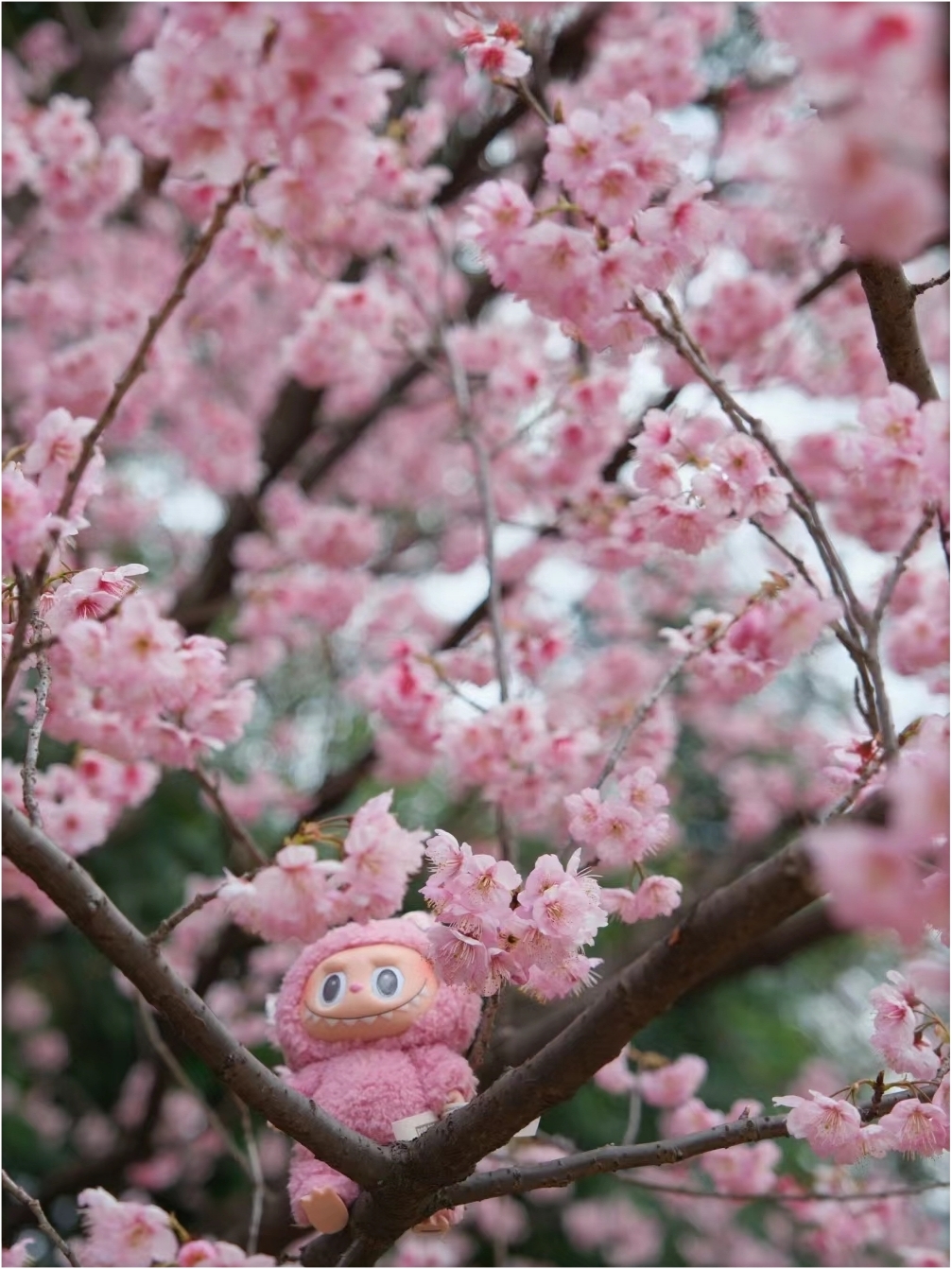 日本樱花+富士胶片
