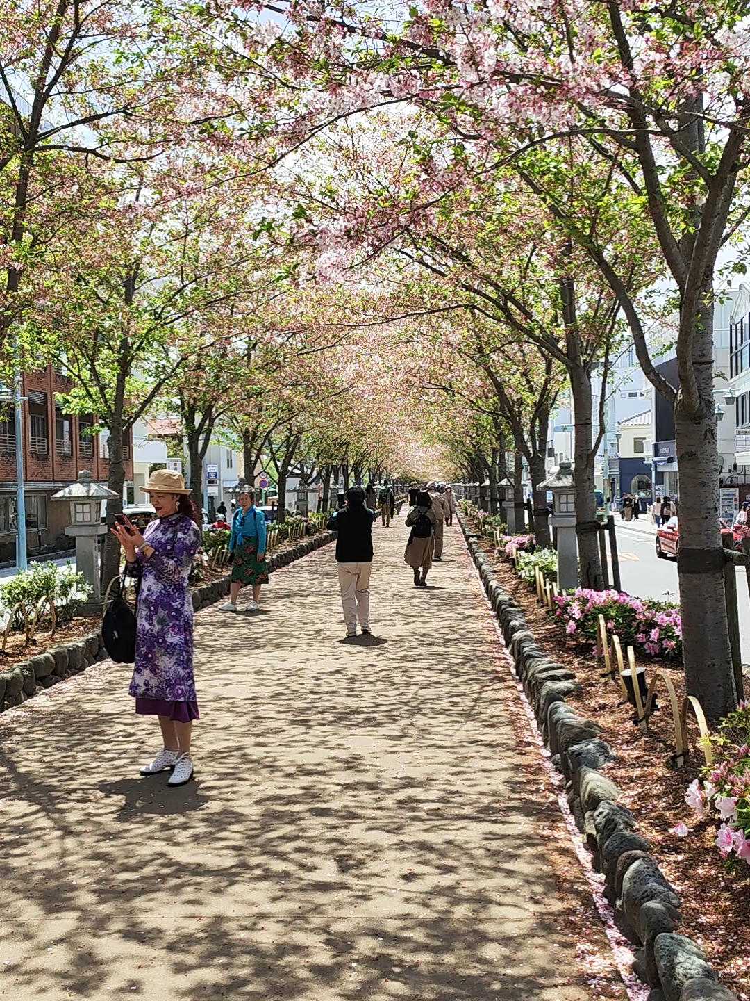 这是一条长达百米的樱花大道。在樱花怒放的时候，穿上和服，打着纸花伞，徐徐行走在樱花树下，美的就像一幅