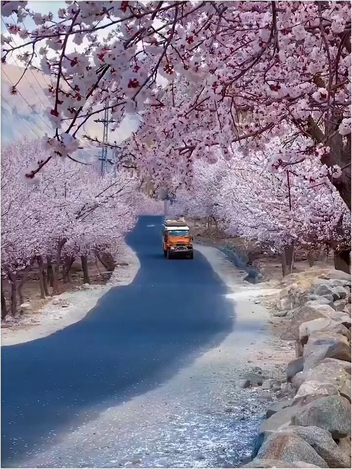 这是独属于南疆的浪漫|||南疆的浪漫，是帕米尔高原上的杏花村。每到春天，上百年的杏树遮天蔽日，群山与