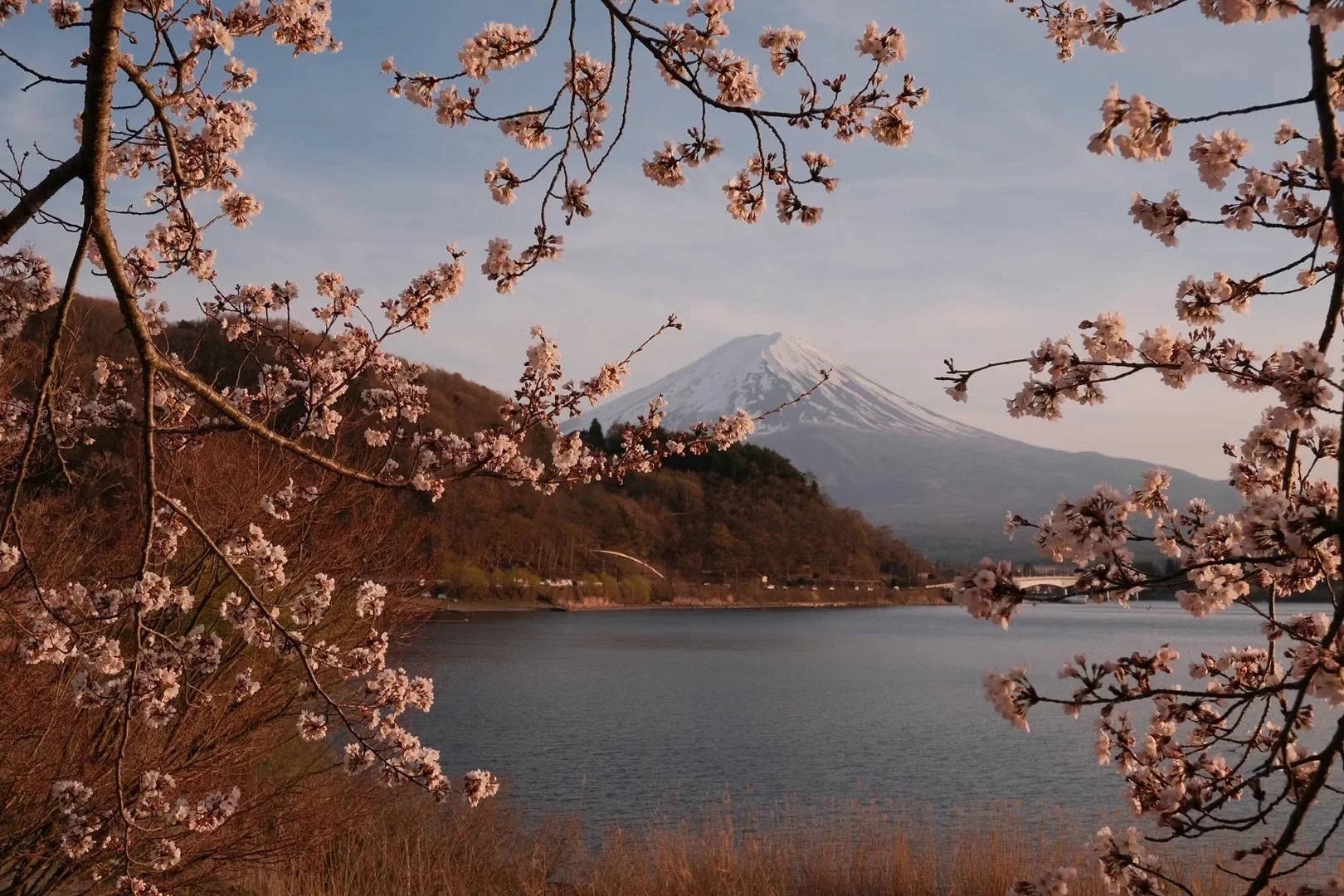 出自富士的富士山下的樱花🌸|||相比灿烂阳光下粉粉嫩嫩的樱花，傍晚富士山下的樱花，别具一番韵味，就是