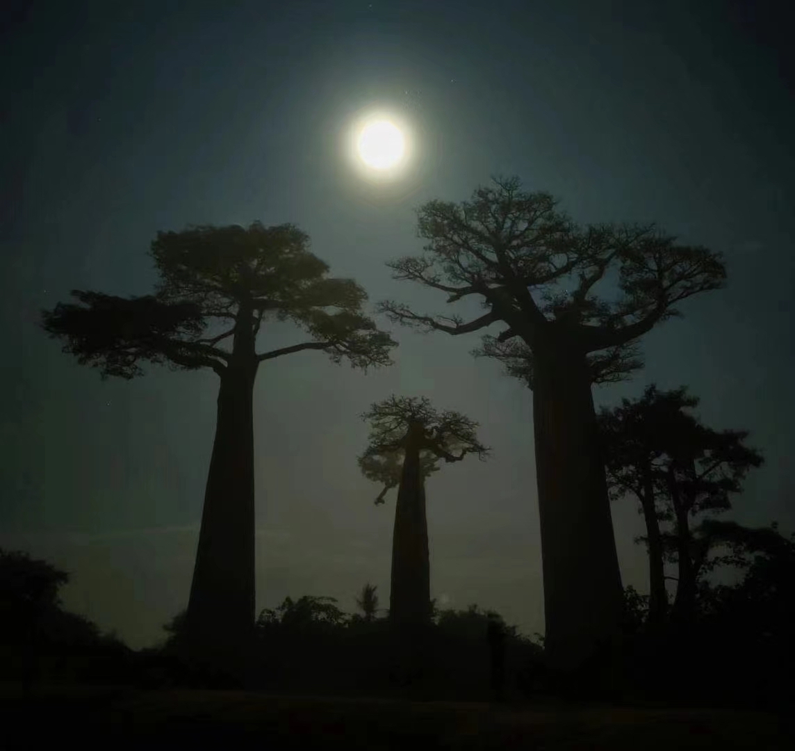 马达加斯加---晨光雾霭下的猴面包树
