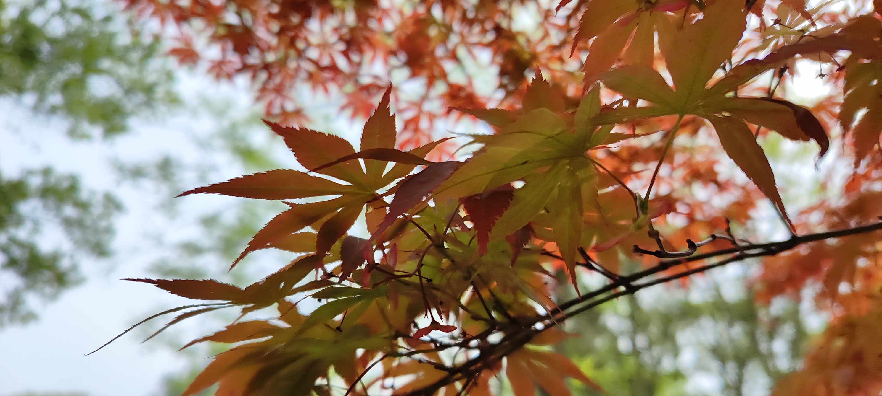 湘湖的枫叶