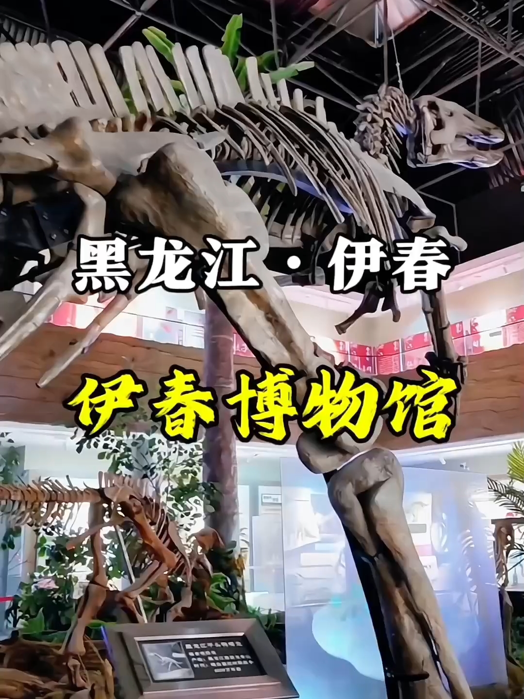 探秘博物馆，看史前时代的恐龙化石