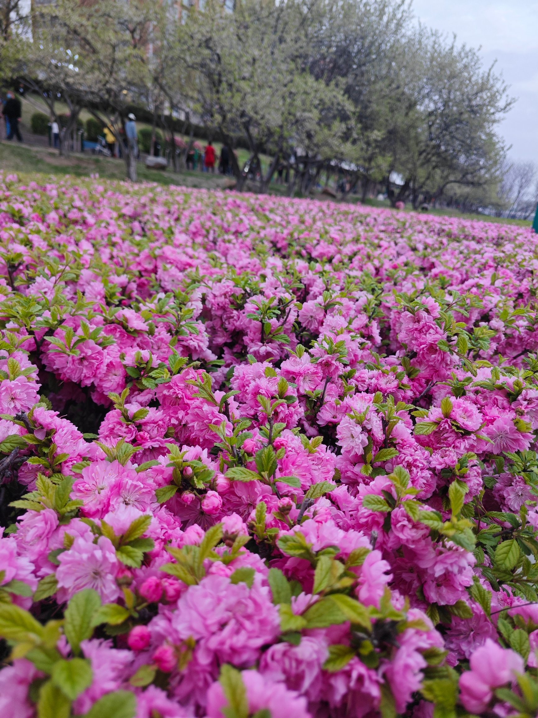 海城河滨公园赏花