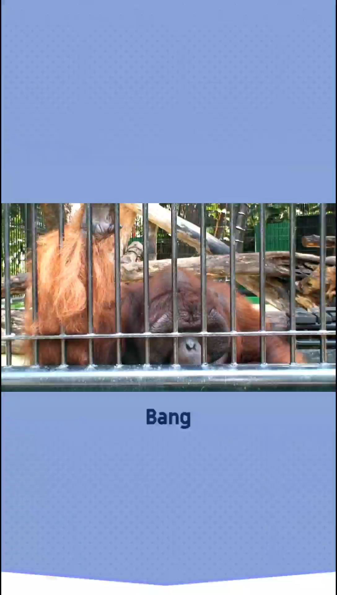 Bang Phra绿山动物园：珍稀动物与当地特色的完美融合