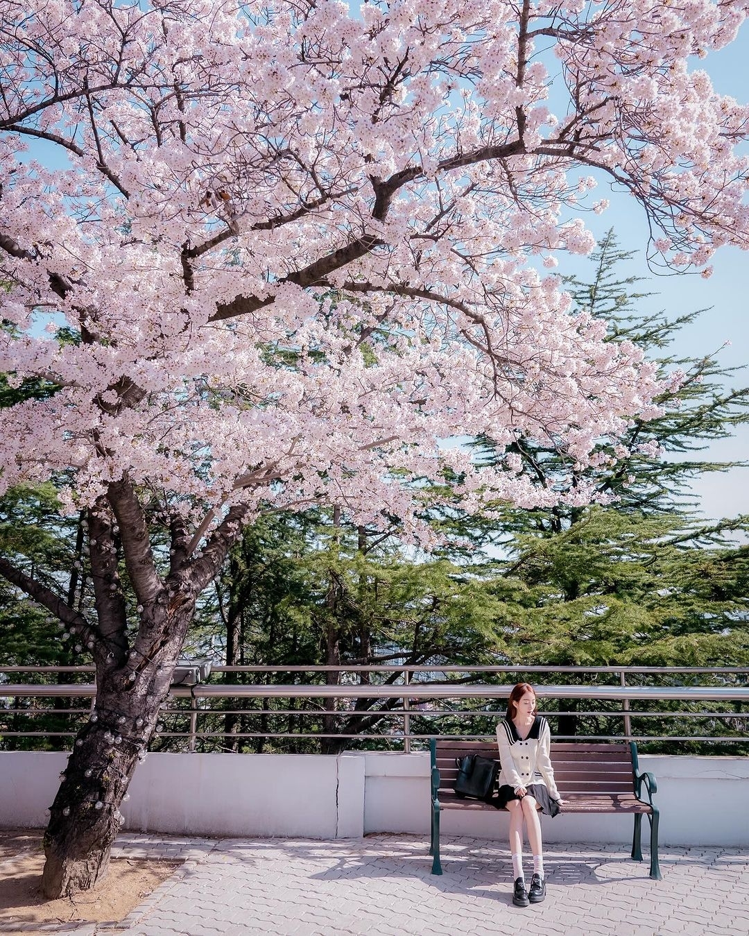 🎀探寻韩国大邱的樱花仙境🎀