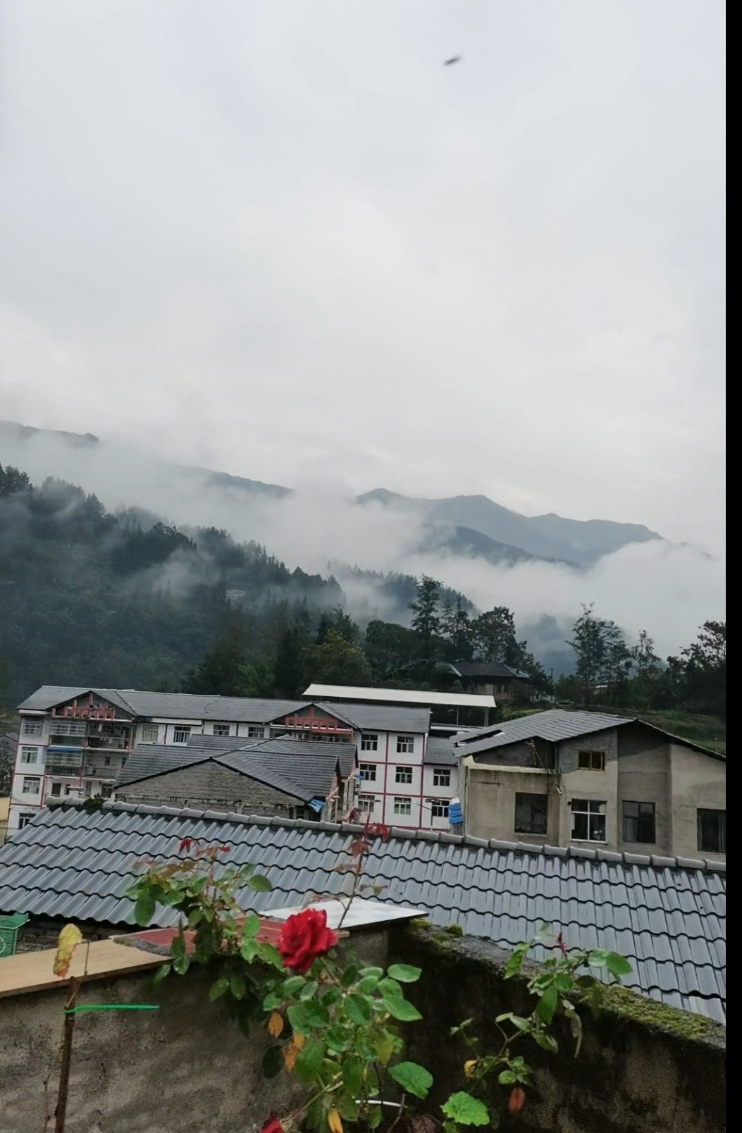 又到了踏青时节，田园氧吧是个好去处，享受田园生活，有机蔬果，野生蘑菇竹笋～体验与城里不一样的生活🌹🌹