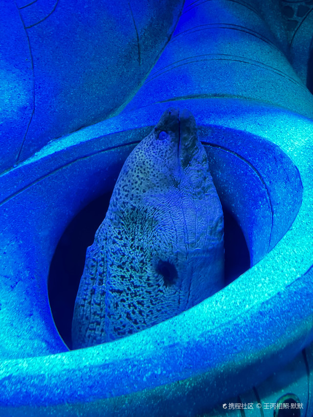 三亚·亚特兰蒂斯水族馆|280多种水族生物看过瘾