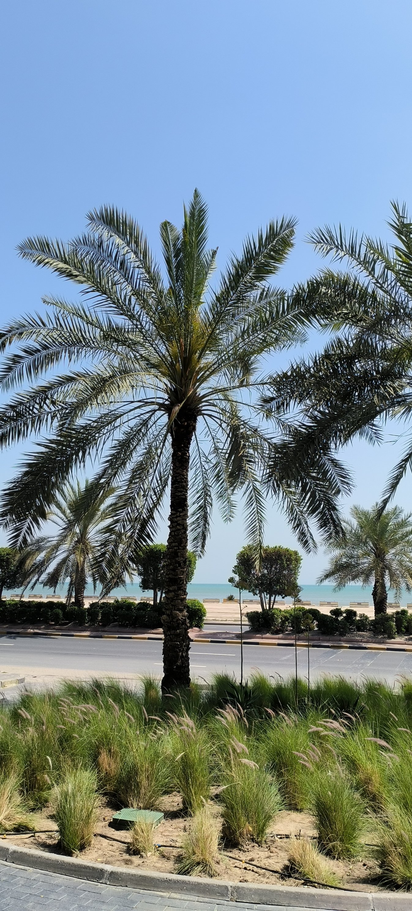 科威特曼卡夫海滩，优质海滩资源，酒店林立。冬季的海滩，阳光灿烂，极其舒服。