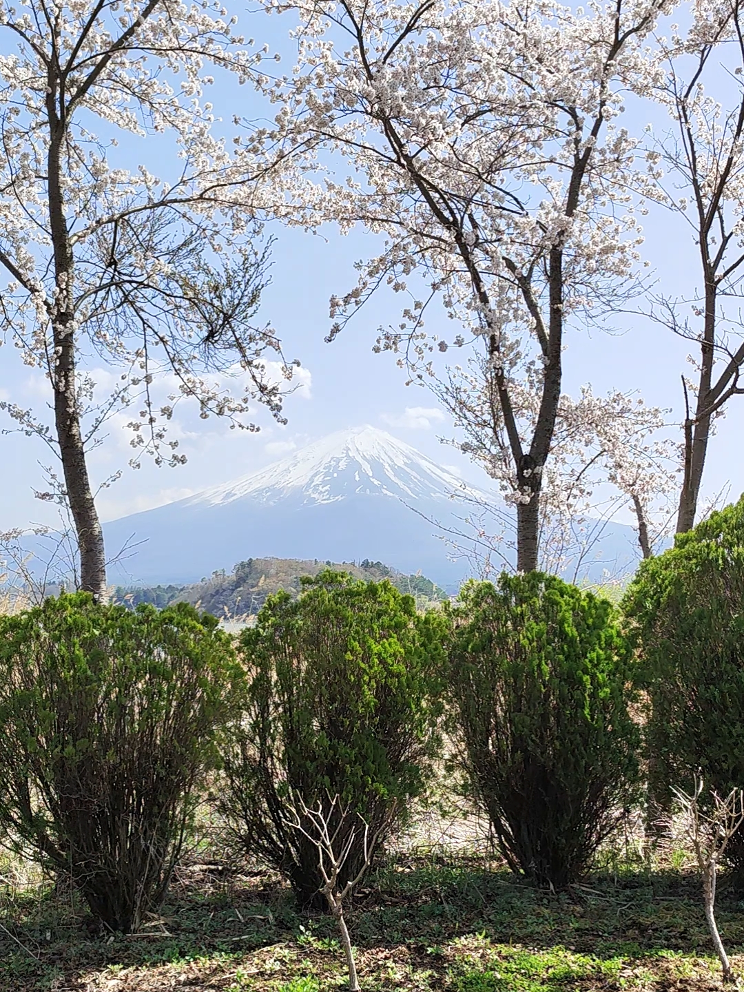 天高云淡，樱花盛开。伫立在樱花树下，对面的富士山清晰可见。漫步在樱花林中，粉白色的花瓣时有飘落，享受