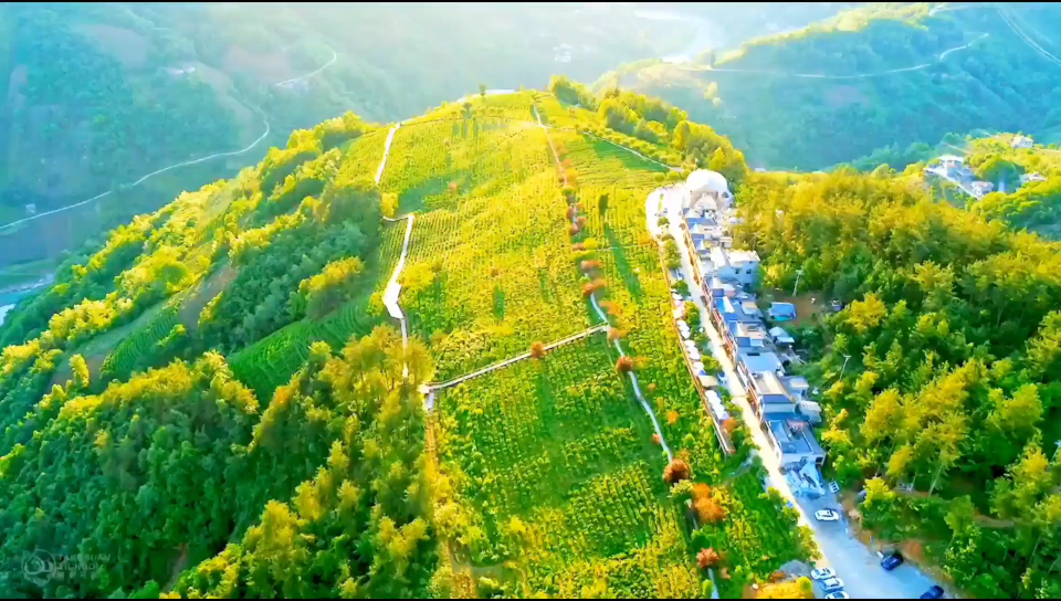 紫阳富硒茶(紫阳春茶业)