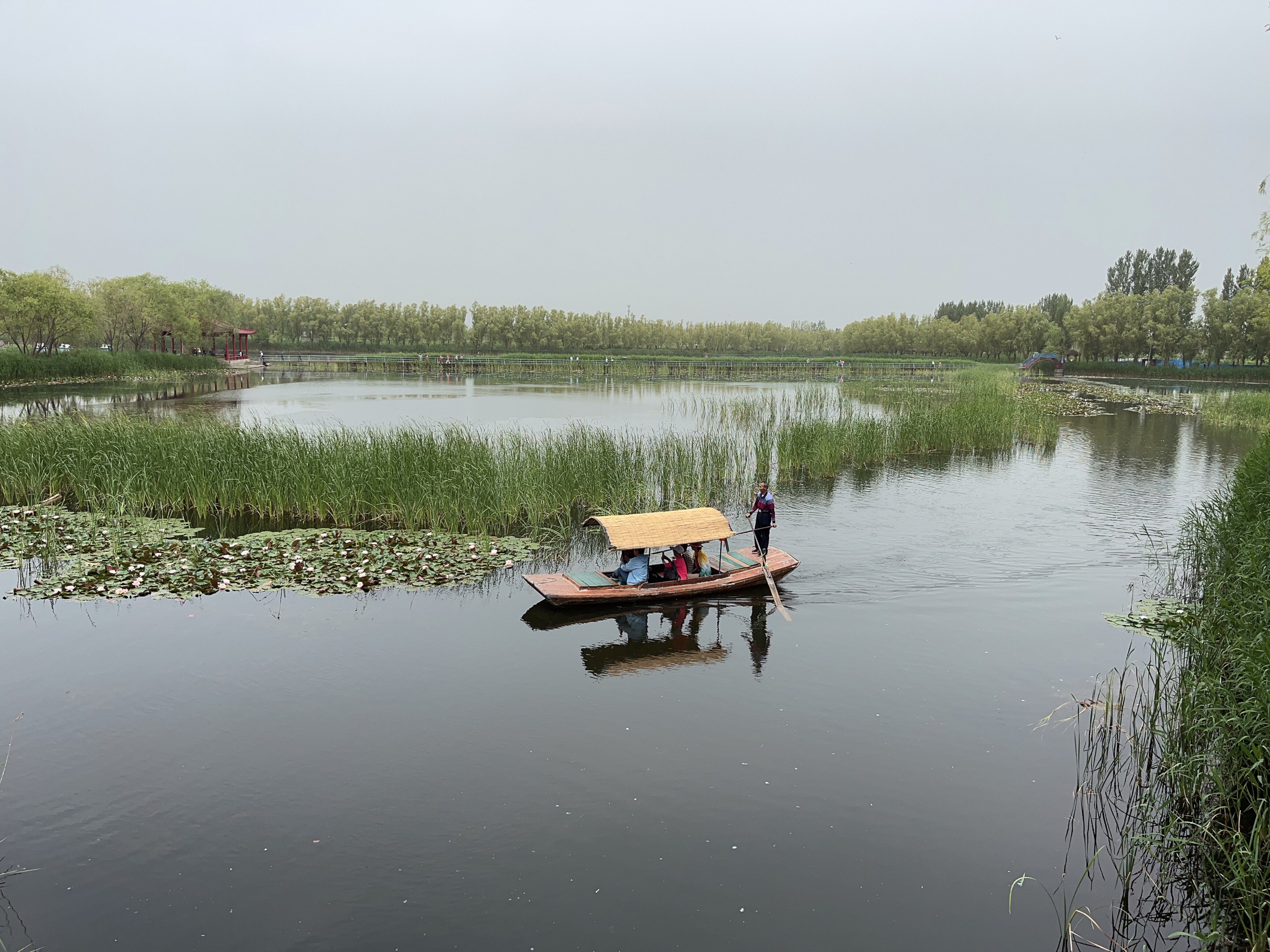 老妹在涿州买了一套房子，正忙着装修。忙里偷闲和朋友一起去白洋淀小玩了两天，说划着小船在芦苇荡中穿行，