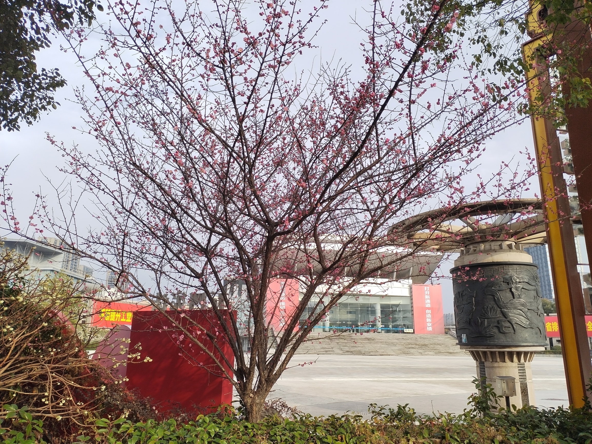 今天路过萧山歌剧院，发现广场前面有一株红梅开了，还没过年，总觉得春天还早，想想其实立春已经过了，确实