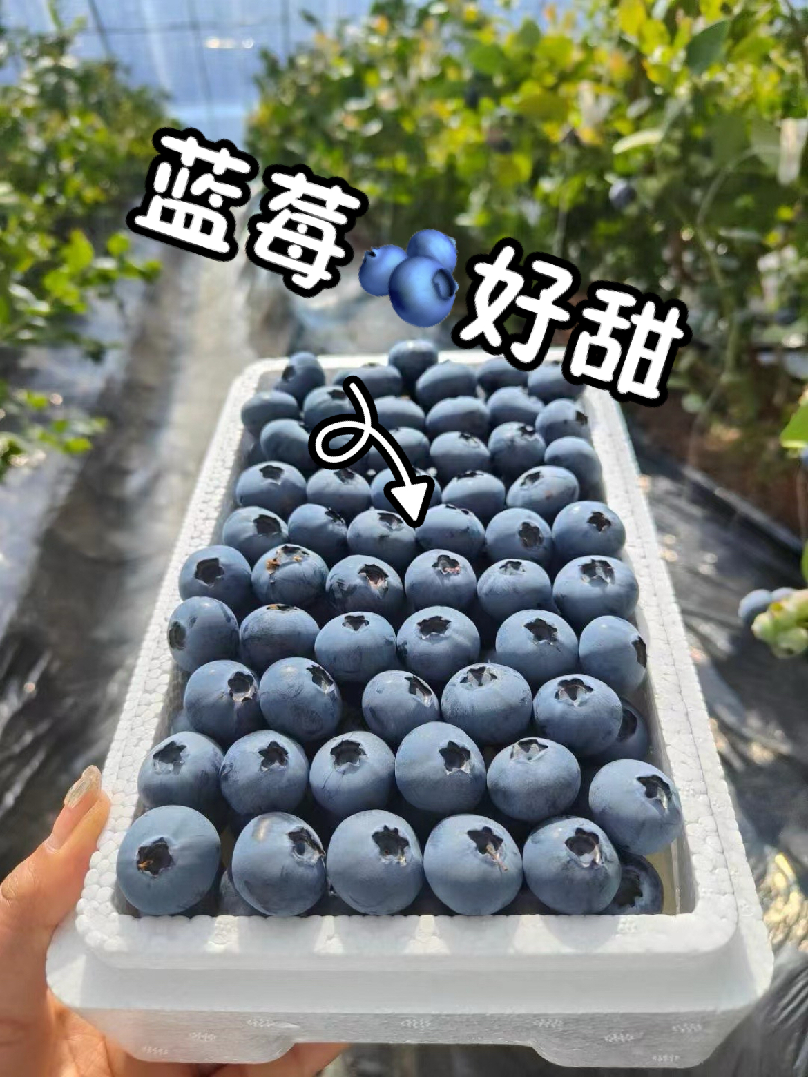 绥中本地蓝莓，又香又甜 #当地特色小吃 #我要上热门