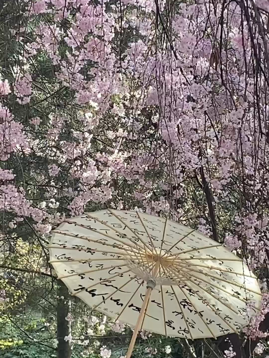 西安｜青龙寺樱花节开始了