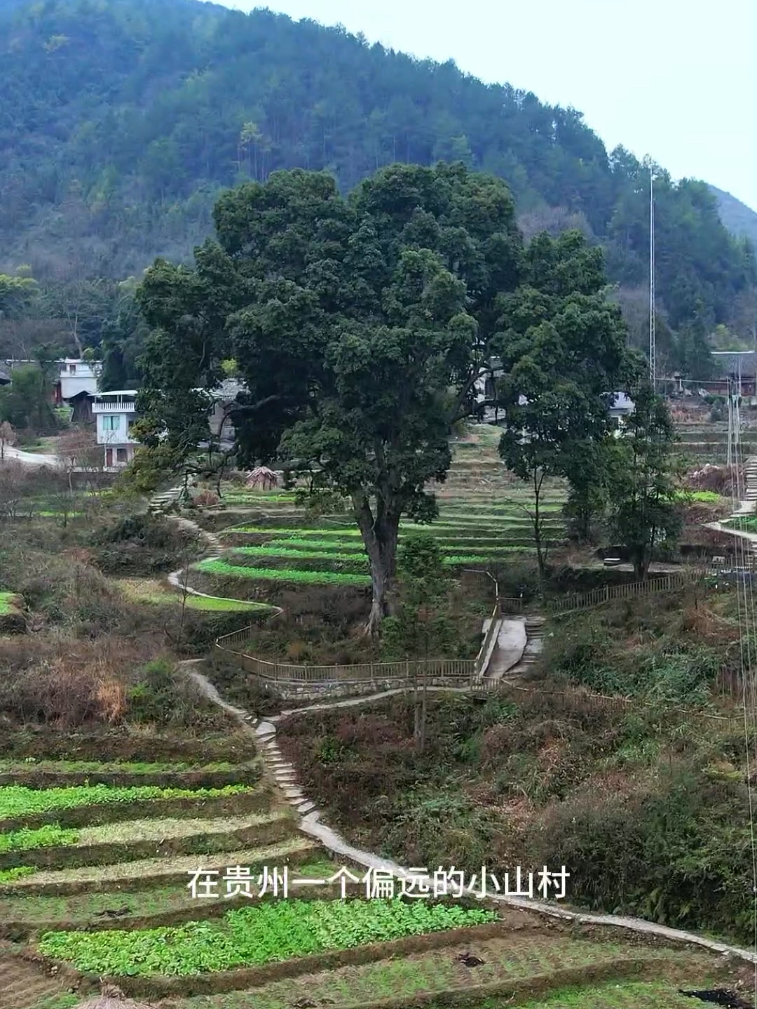 在贵州一个偏远的小山村里发现一棵千年金丝楠木，距今已有1200多年的树龄，属我国珍稀树种，现已挂牌保