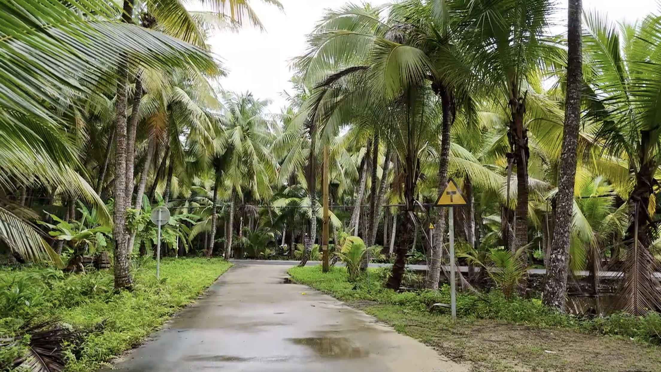 中国最大的椰林，感受海岛独特的风情。