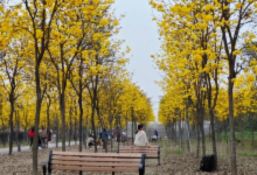 光孝禅寺景点图片