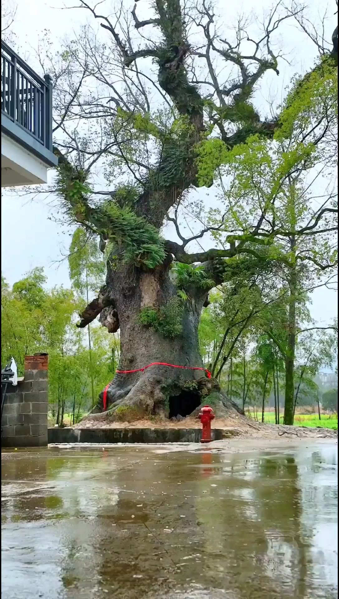 在江西有一个远近闻名的“学霸村”，里面藏了一株2000多年古樟树，树高20余米，胸径达4.3米，冠幅