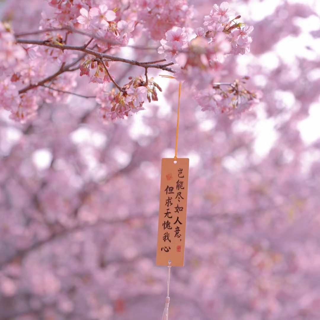 不去北海道也能体验樱花的浪漫