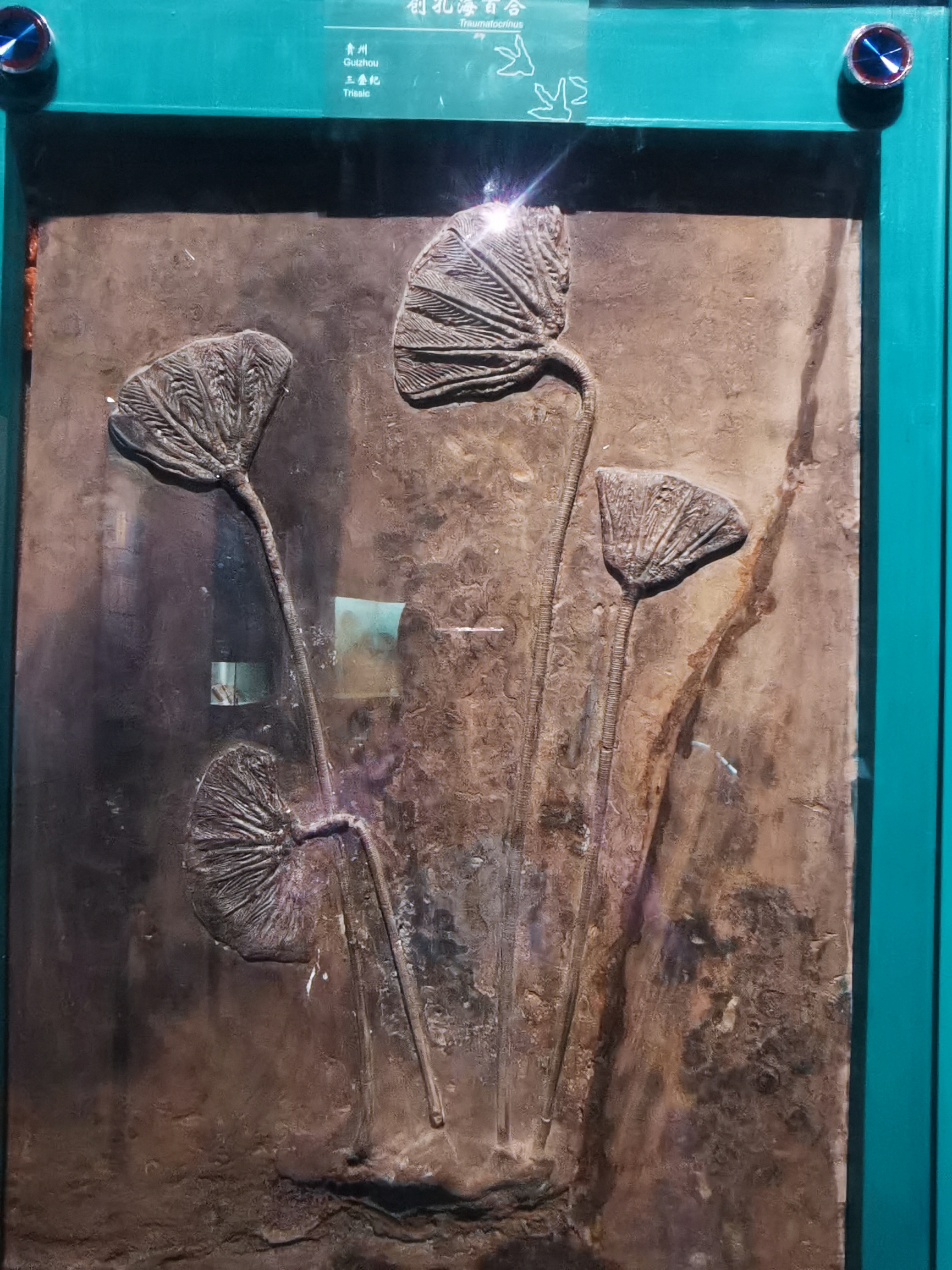 历史无声（二） 从甘肃省博物馆到武威博物馆，亿年前的远古生物，一千八百多年前的马踏飞燕，佛教在中国的