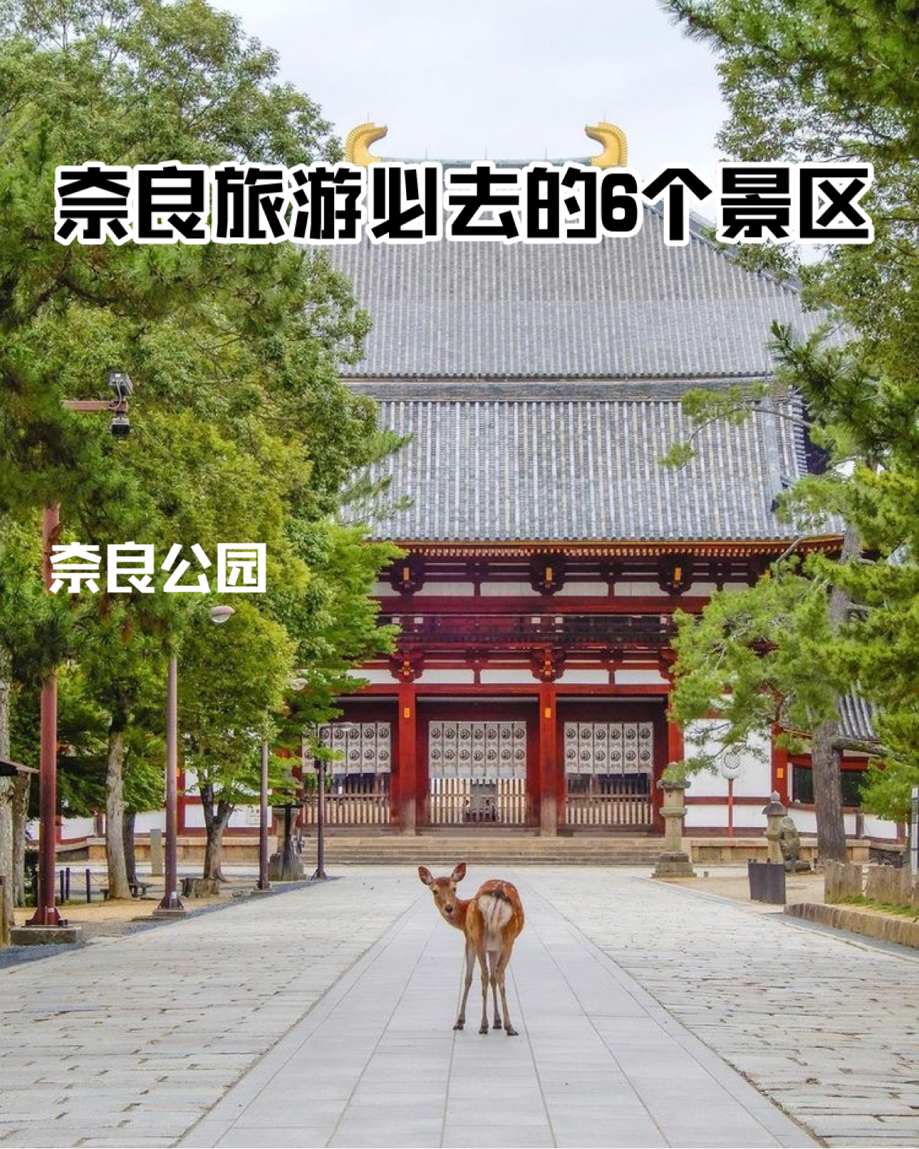 🇯🇵🌸 日本奈良旅游必去的打卡景区！推荐6个哦 📸
