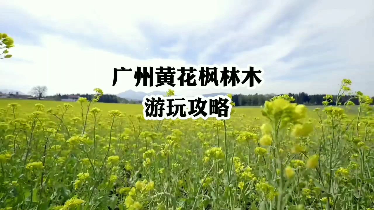 广州黄花枫林木游玩攻略