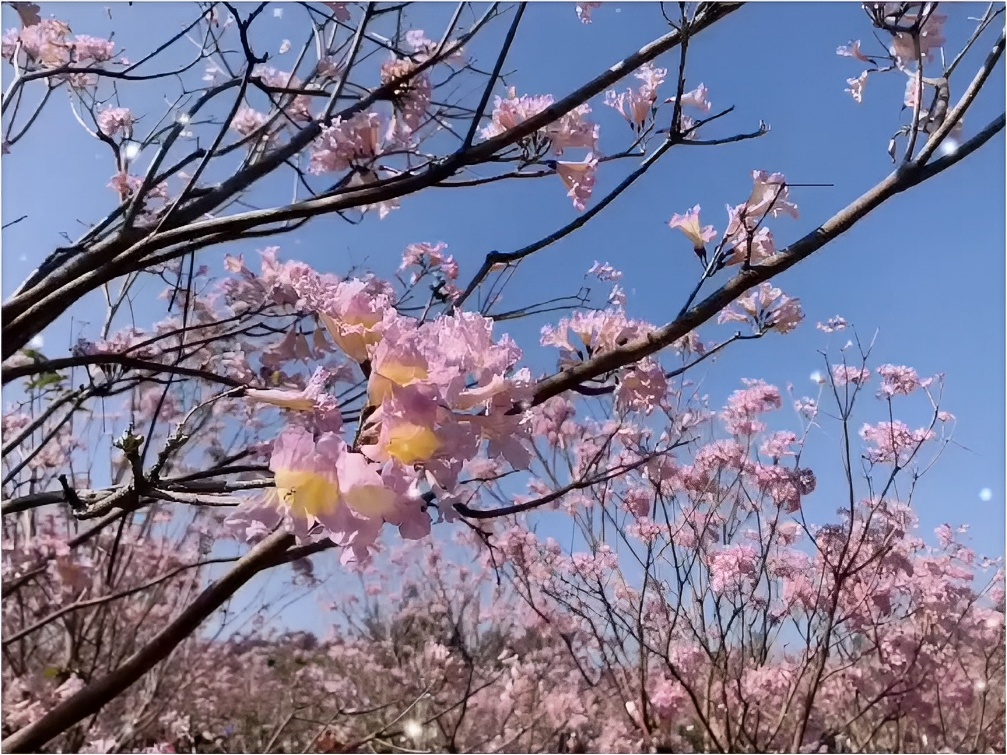 ，廉江樱花公园