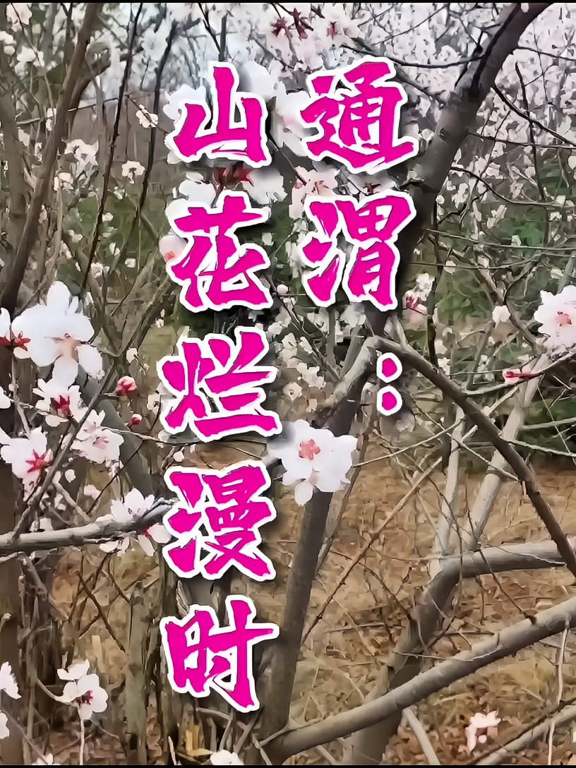 通渭：山花烂漫时