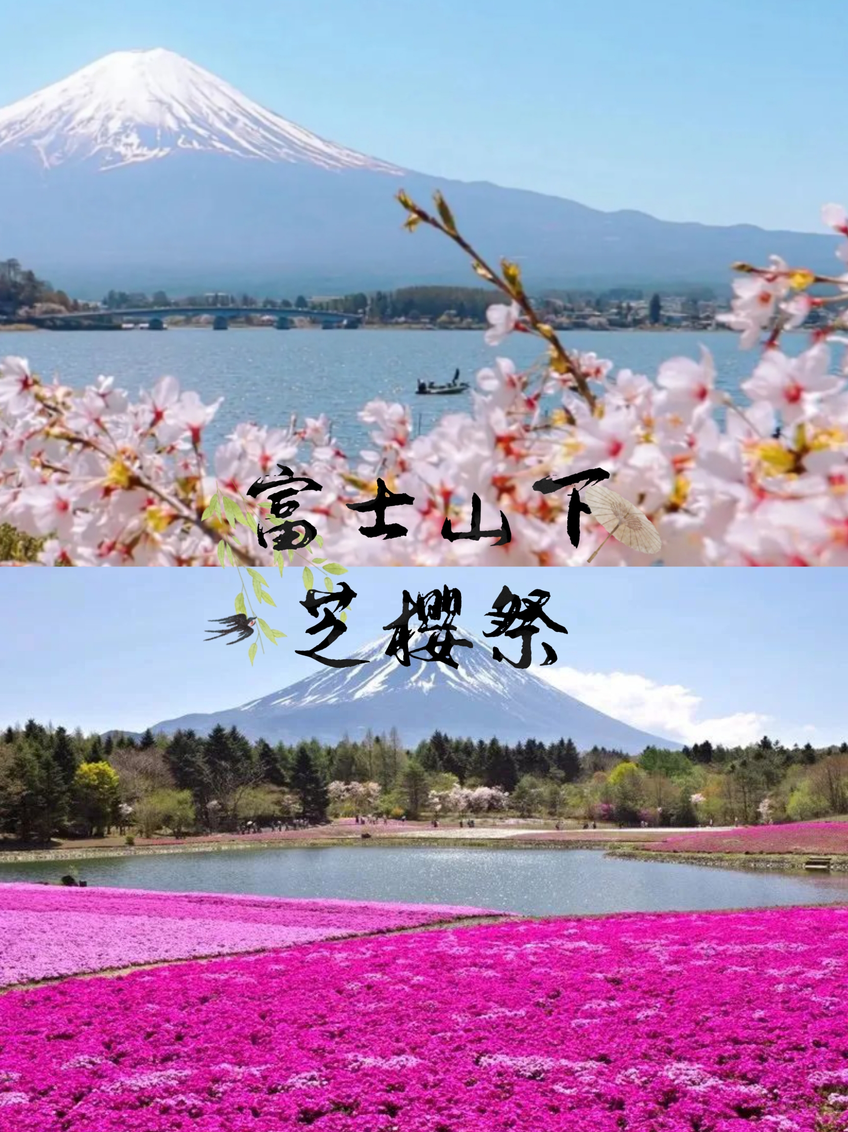 ✨别错过4-5月来日本的必去活动——富士山下的芝樱祭！🌸