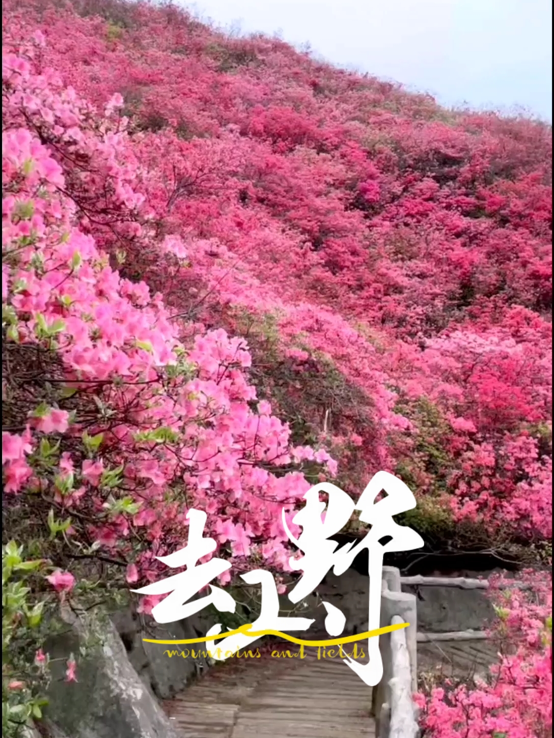 山花烂漫