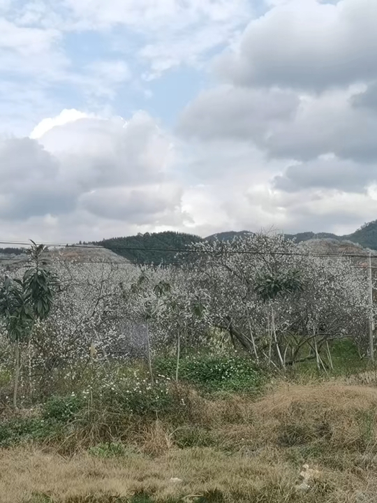 满山遍野三华李花🌸，静待果实成熟时