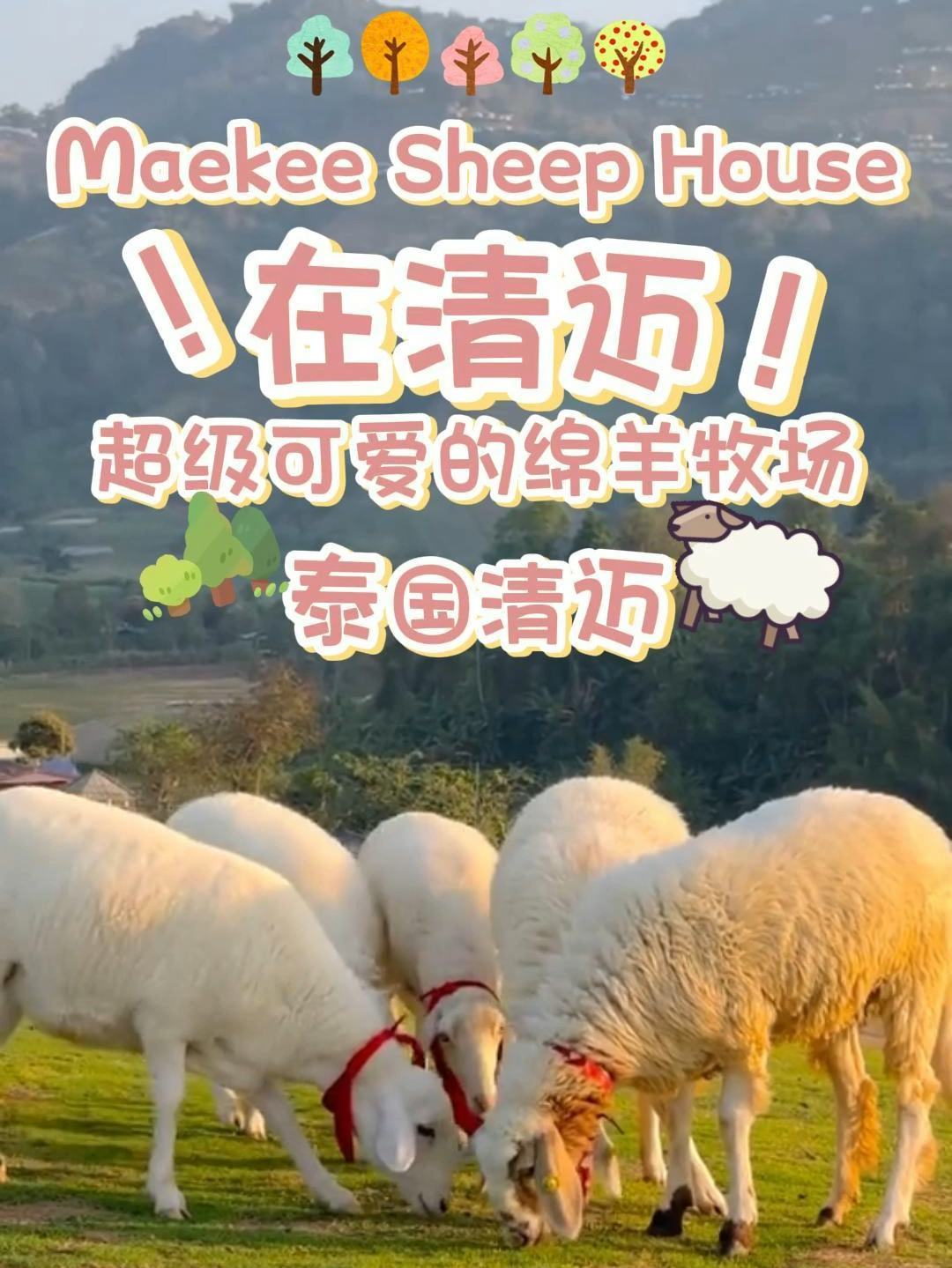 在清迈！！超级可爱的绵羊牧场🐏