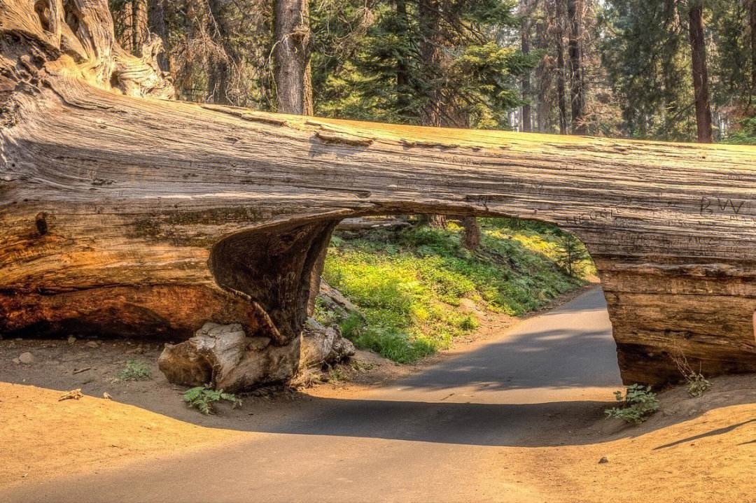 巨物公园/加州红杉国家公园