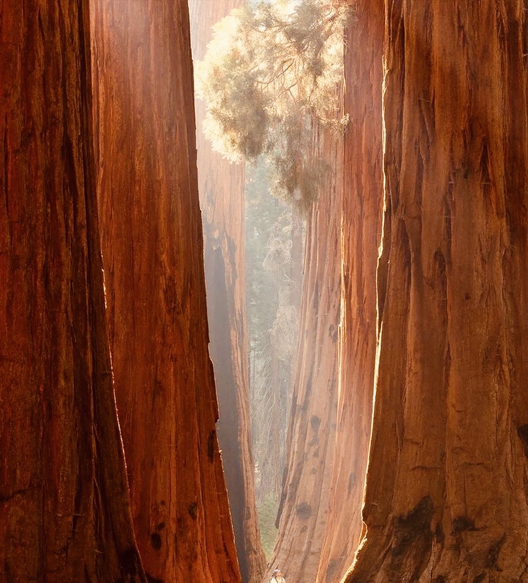 美国红杉国家公园旅行攻略|探索加州巨人国 🐚加州 Sequoia&KingsCanyon红杉国家公园