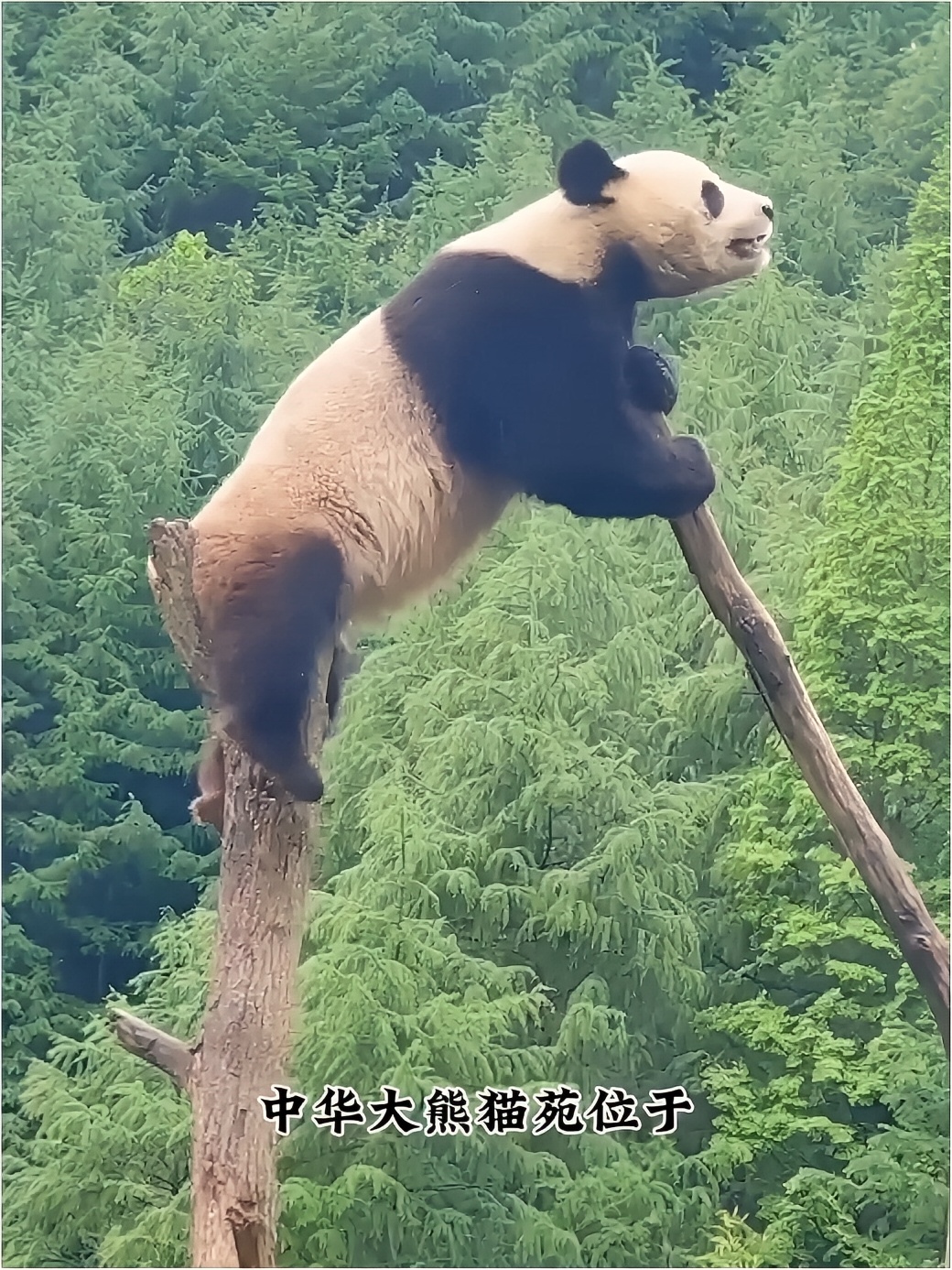大熊猫苑