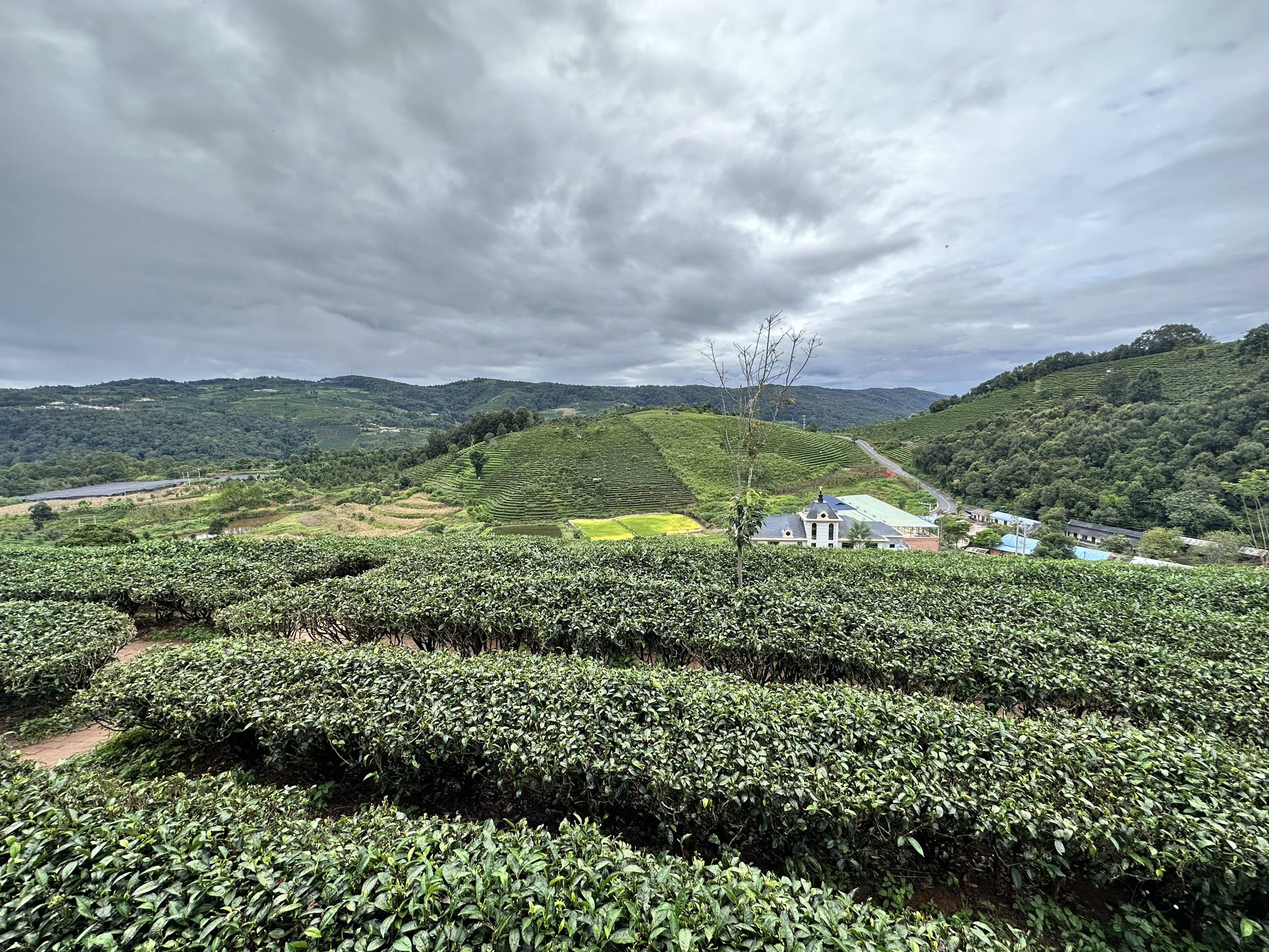 茶山漫游记——一趟寻找茶香的旅程  茶香弥漫的清晨，我踏入了那片静谧而充满生机的茶山。茶山的美，不仅