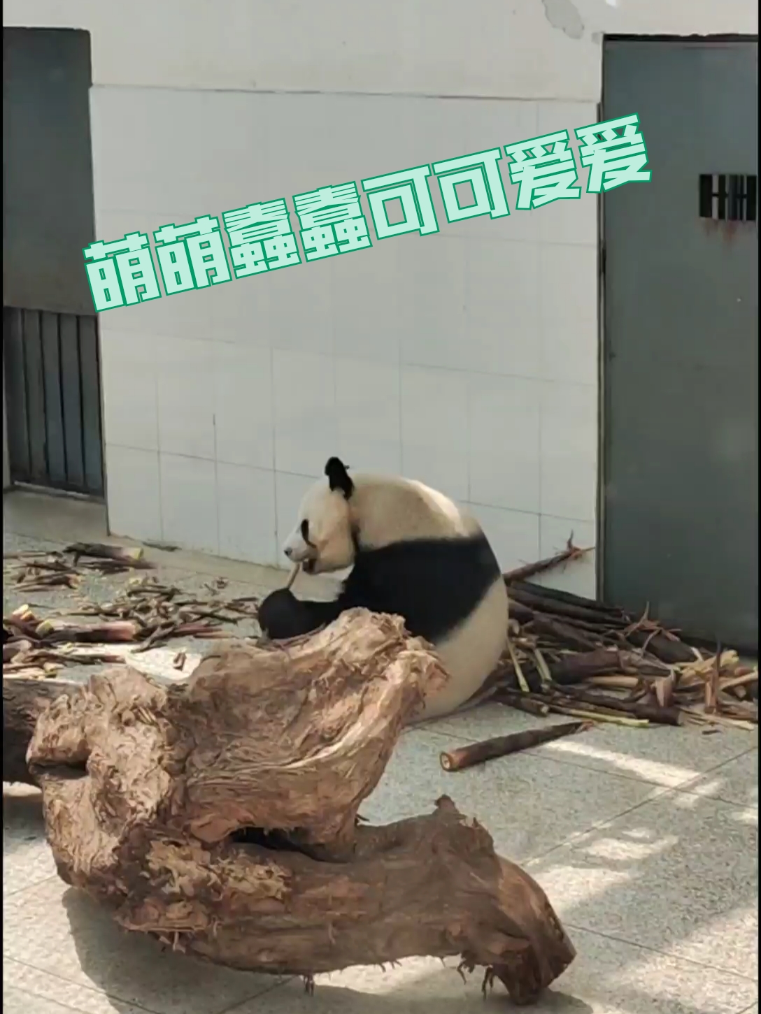 我也要看熊猫