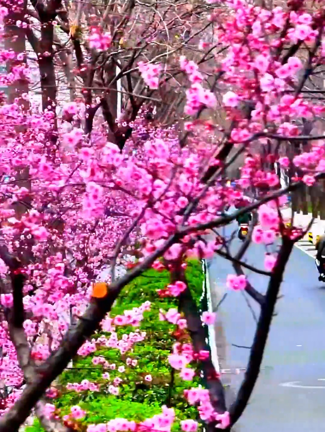 淄博市重庆路上的美人梅开了，一直以为它叫樱花