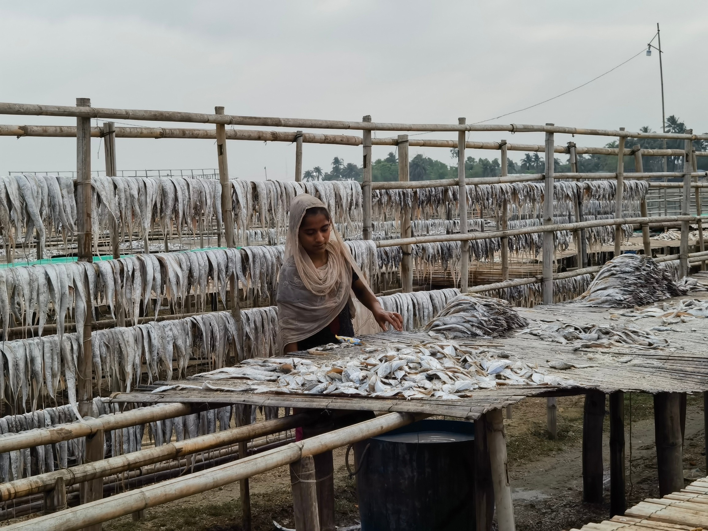孟加拉干鱼场