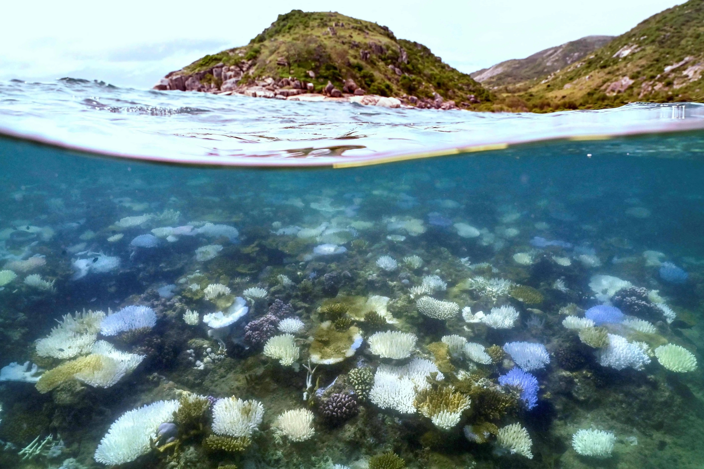 澳大利亚大堡礁的珊瑚正遭遇大规模白化