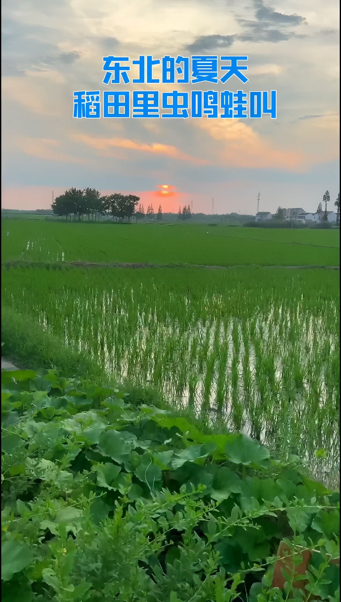 我的家乡吉林农安县农村