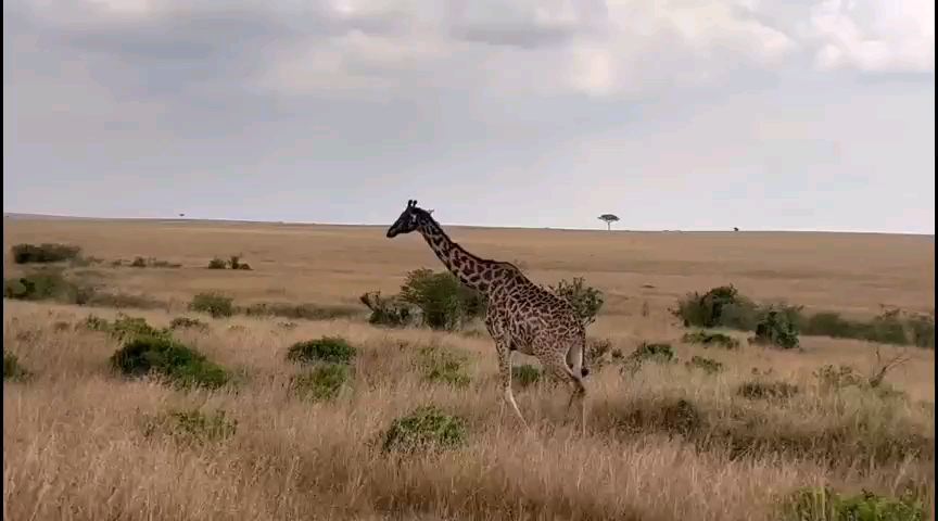 肯尼亚马赛马拉公园|||想要看动物大迁徙，走，去马赛马拉吧！