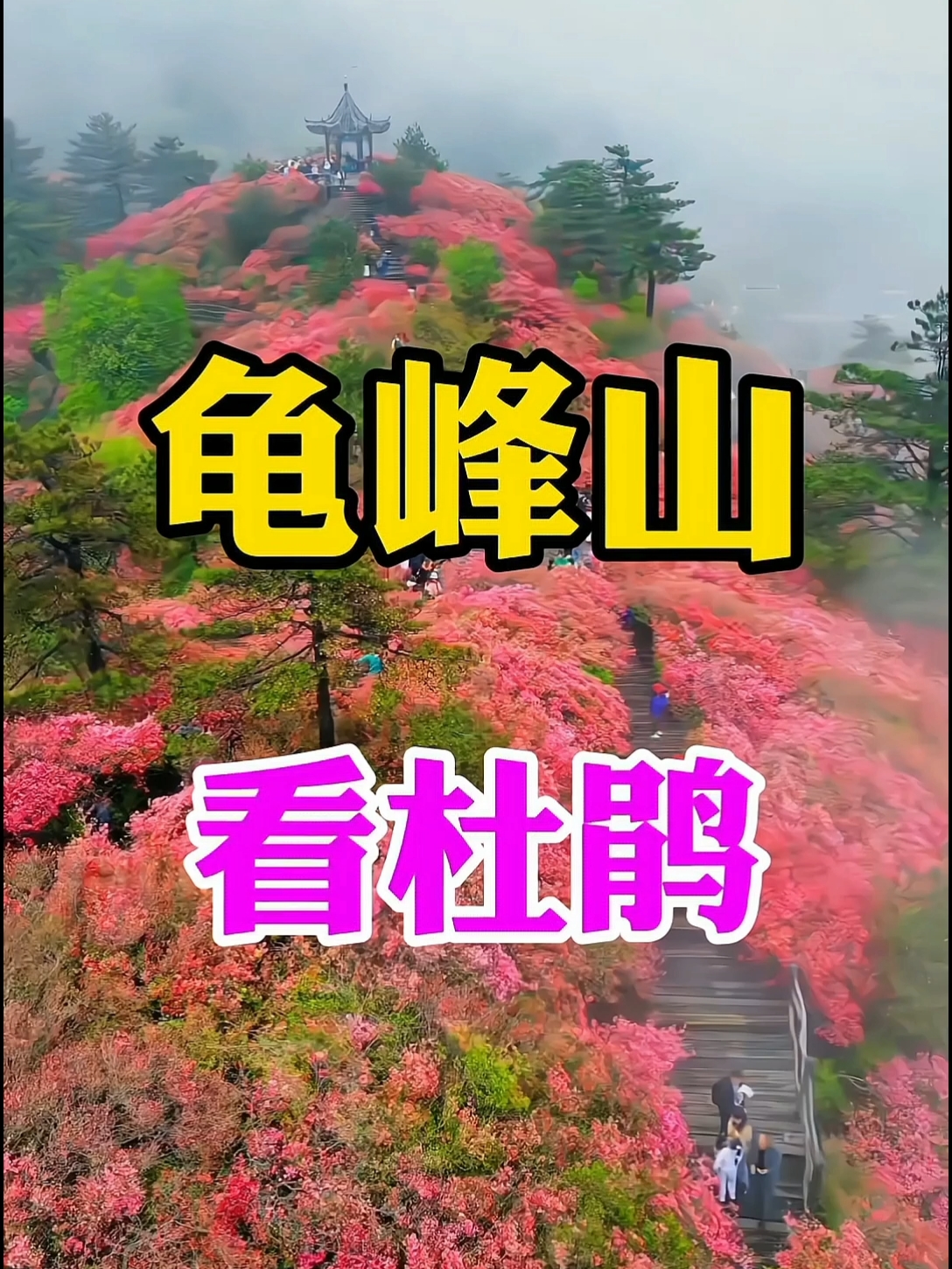 龟峰山看杜鹃