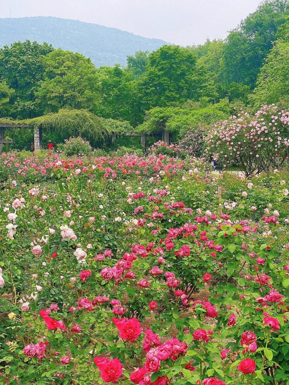 南京植物园里的4万万朵玫瑰开了浪漫至极