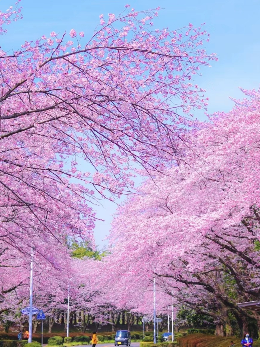 广东规模最大的樱花观赏地♥周末1日可往返!