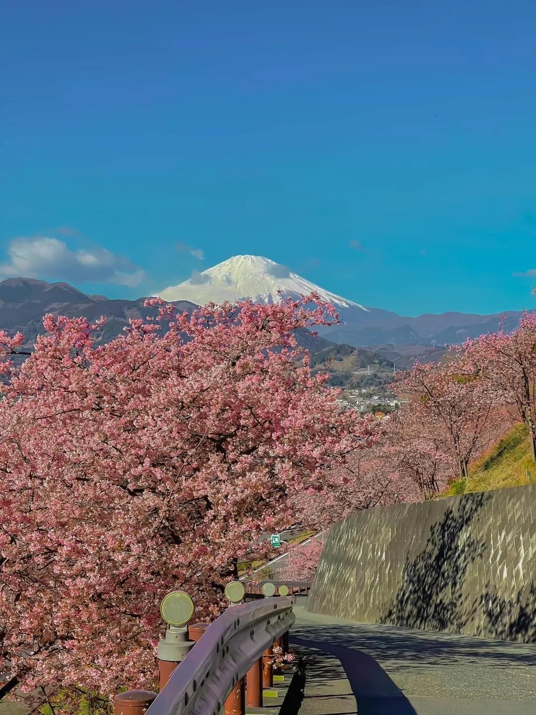 【🌸日本樱花】能看到富士山的赏樱圣地！|||今天为大家推荐的是位于神奈川县的。在这里除了能够赏到樱花