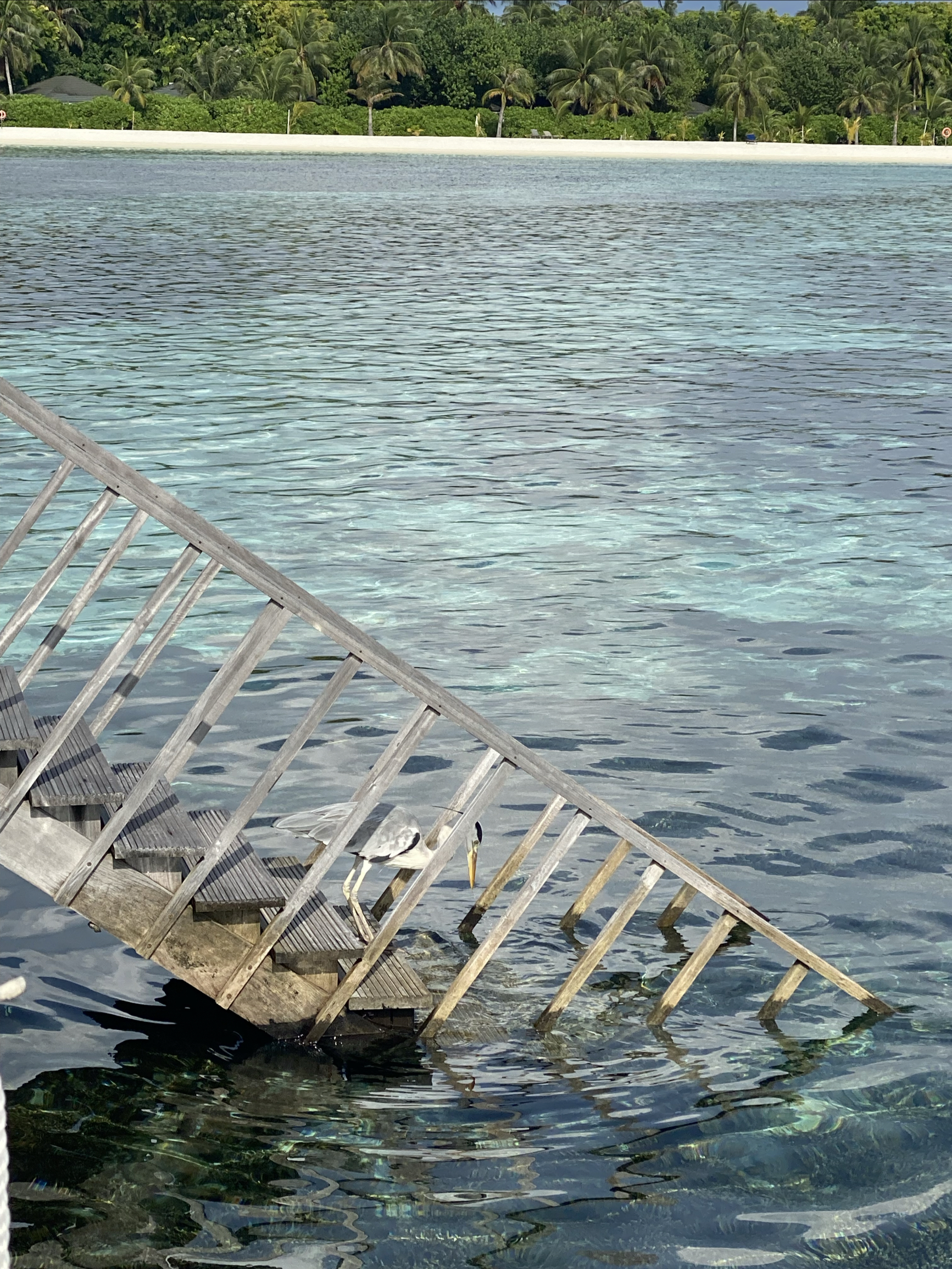 马代第七刷一一一性价比最好的五星级酒店天堂岛，浮潜超赞的岛屿