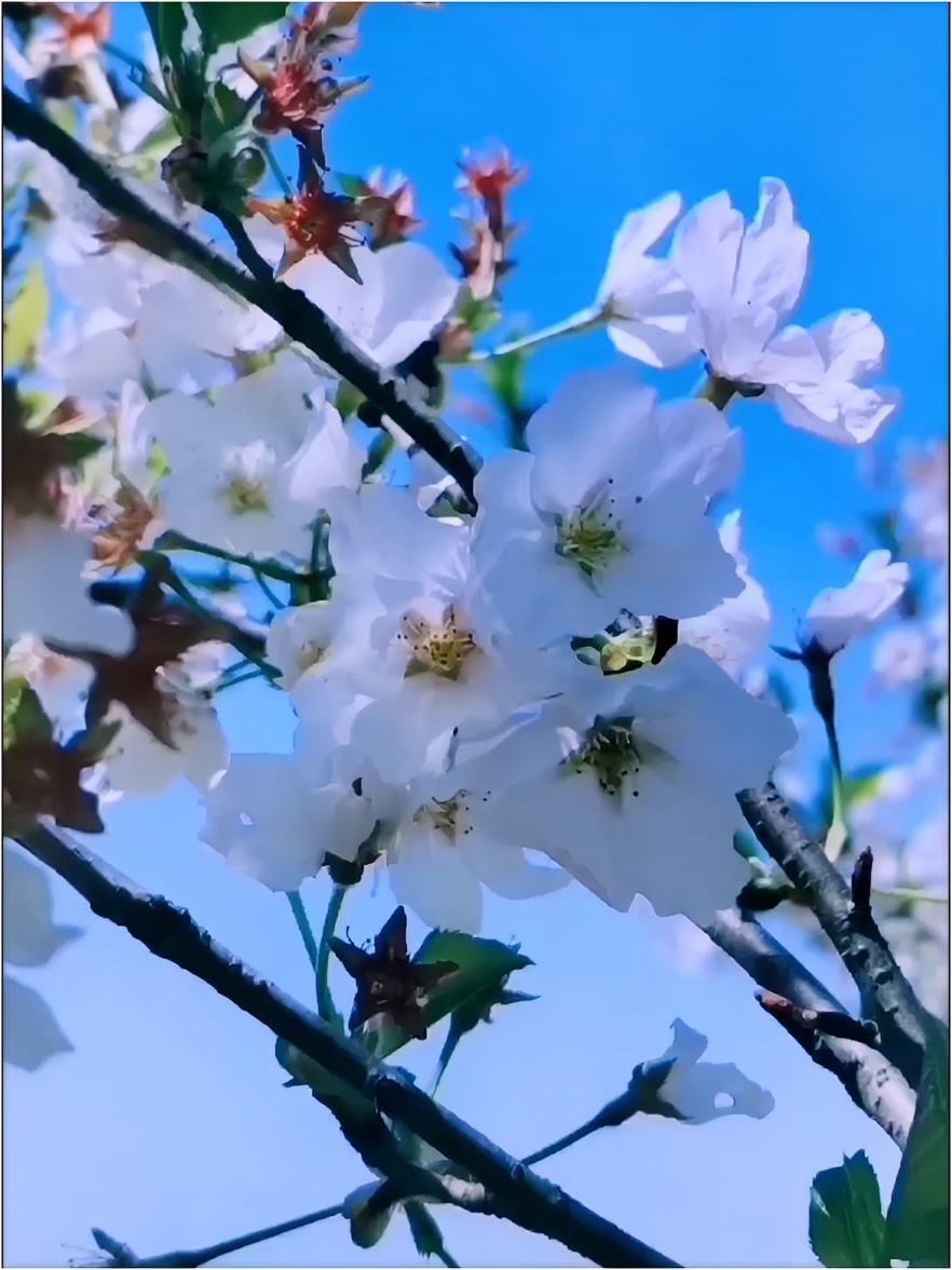 春天里的油菜花