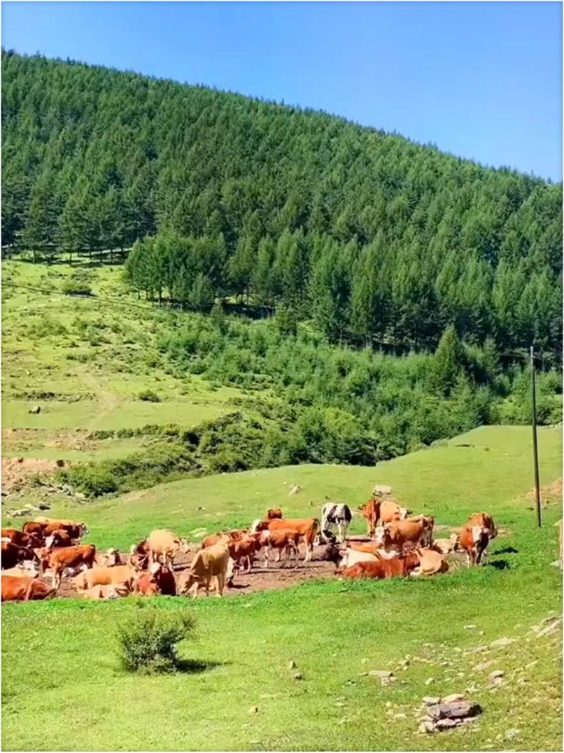 岚县饮马池高山草甸，绿茵如毯山花烂漫